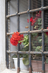 Fiore rosso incastrato sulla rete
