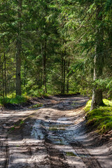 narrow countryside forest road with gravel surface