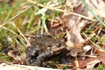 European toad