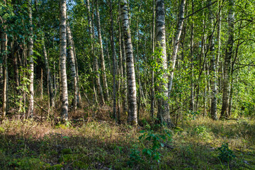 Fototapeta na wymiar green fresh summer forest with tree trunks, stomps and grass