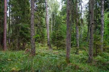 green fresh summer forest with tree trunks, stomps and grass