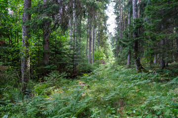 green fresh summer forest with tree trunks, stomps and grass
