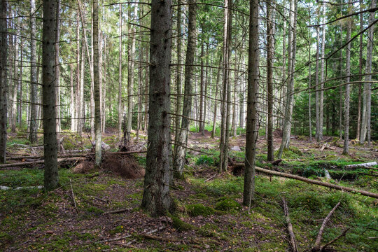 green fresh summer forest with tree trunks, stomps and grass © Martins Vanags