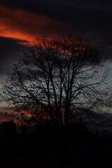 tree in the sunset
