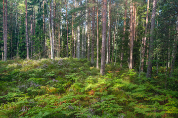 green fresh summer forest with tree trunks, stomps and grass