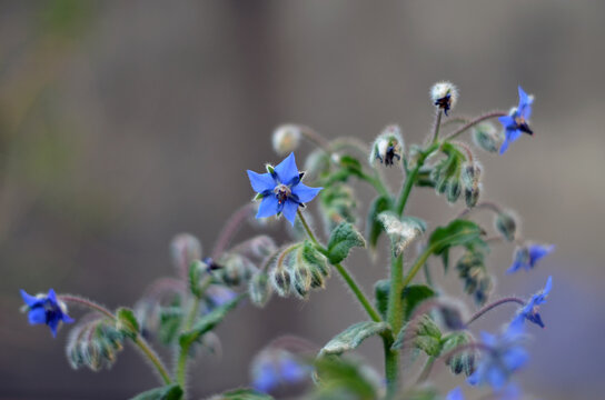 Azules flores de borraja