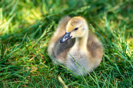 Canadian gosling resting on the grass.