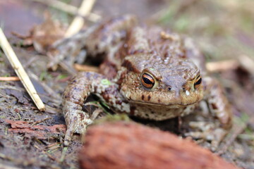 European toad