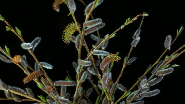 time lapse di alcuni bellissimi rami di gemme di salice che aprendosi cambiano colore passando dal rosso al giallo intenso, video di gemme che sbocciano in natura