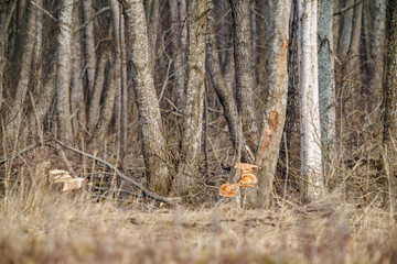 tree trunk wall on the side of the field