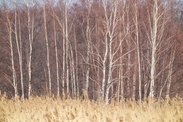 Fototapeta premium tree trunk wall on the side of the field