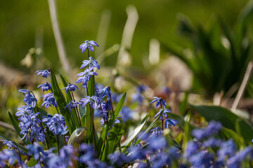 small blue spring flowers in green grass