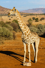 Giraffe in the Pilanesberg Game reserve