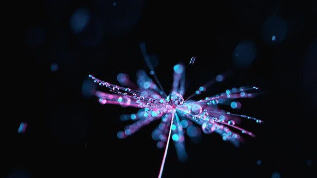 Super Macro Shot of Dandelion with Water Drops Falling Down on neon background. Filmed on high speed cinematic camera at 1000 fps.