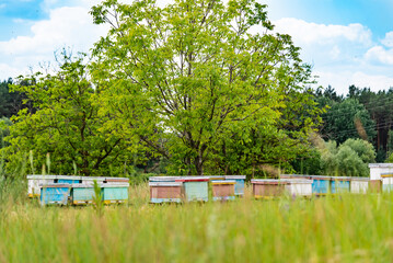 Fototapeta na wymiar Natural spring garden beekeeping. Beehives on green landscapes.