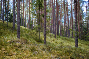 Obraz premium tree trunk wall on the side of the field