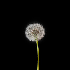 dandelion flower on black color background