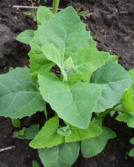 Fototapeta premium Orach (Atriplex hortensis) grows in the garden
