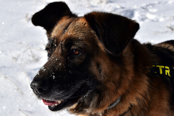 portrait of a shepherd