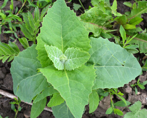 Orach (Atriplex hortensis) grows in the garden