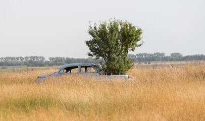 old car sitting in tall grass with a tree growing out of the front end
