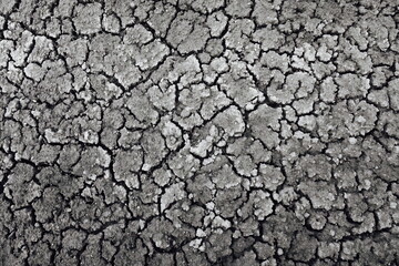Dried Cracked Texture Background. Dry Earth .Soil Ground Grunge Texture. Close up of crack soil Top View. Cracked Earth Soil Black Arid Background.