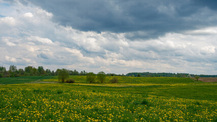 spring summer fields in countryside with forest in background