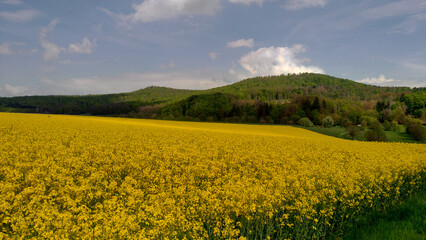 rapefield in full bloom with beautiful rolling hills and the green of the forests in the background