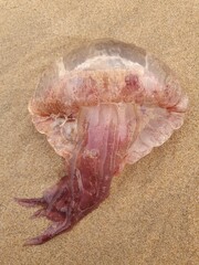 jellyfish in the sand