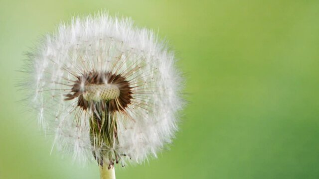 Macro Shot of Dandelion being blown in super slow motion on neon background. Filmed on high speed cinematic camera at 2000 fps.