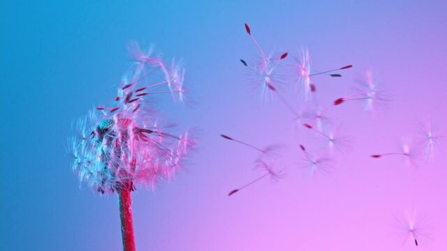 Macro Shot of Dandelion being blown in super slow motion on neon background. Filmed on high speed cinematic camera at 2000 fps.