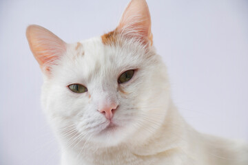 Portrait of a white cat, pink nose, eyes, tears from food allergies on a white background.