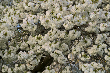Beautiful closeup view of delicate spring white cherry (Prunus Shogetsu Oku Miyako) blossom flowering tree in Herbert Park, Dublin, Ireland. Soft and selective focus