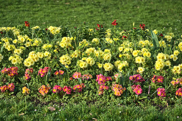 Beautiful closeup view of spring red and yellow violets (Viola) flower field in Herbert Park, Dublin, Ireland. Soft and selective focus. Flower dreamland. Violet flowers