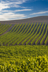 Tuscany's most famous vineyards near town Montalcino in Italy