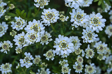 Beautiful closeup view of white candytuft (Iberis) flowers with tiny yellow filaments growing in Herbert Park, Dublin, Ireland. Flowers background. Soft and selective focus