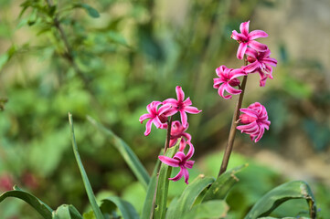 Fototapeta premium Beautiful closeup low-ground view of purple hyacinth (Hyacinthus) spring flowers growing in Herbert Park, Dublin, Ireland. Soft and selective focus
