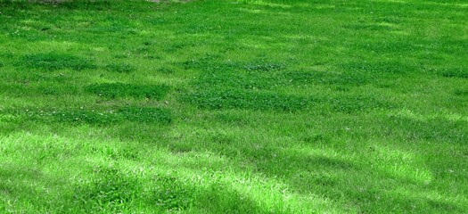 Backyard Garden Park Shady Fresh Lawn Green Background Or Texture. Lawn Made From Turf Or Sod. Focus Selective.