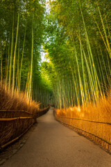 path in the bamboo forest