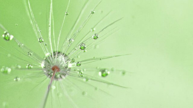 Slow Motion, Super Macro Shot of Dandelion with Water Drops Falling Down on Ligh Green Background. Filmed on high speed cinematic camera at 2000 fps.