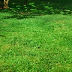 Backyard Garden Park Shady Fresh Lawn Green Background Or Texture. Focus Selective.
