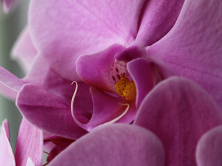neat orchid in pink tones for postcard background