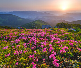 Rhododendron flowers on early morning summer misty mountain top