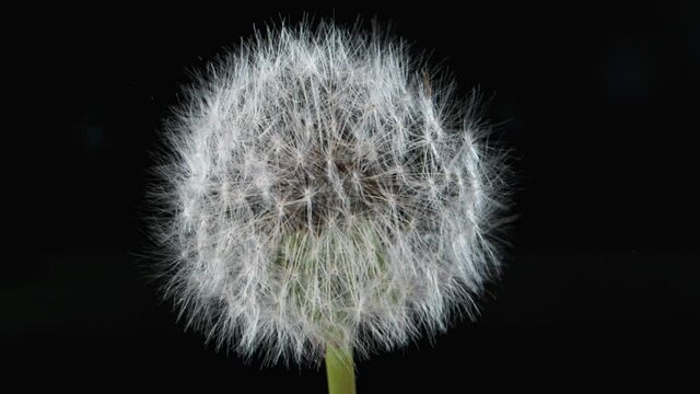 Macro Shot of Dandelion Being Blown in Super Slow Motion, Isolated on Black Background. Filmed on high speed cinematic camera at 2000 fps.