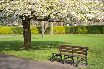 Beautiful spring view of single bench beside delicate white cherry (Prunus Shogetsu Oku Miyako) blossoms flowering tree in Herbert Park, Dublin, Ireland. Soft and selective focus