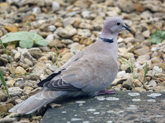 close up of a collared dove (Streptopelia Decaocto) looking for food in the garden
