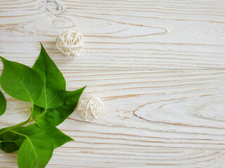green leaves on white wooden background