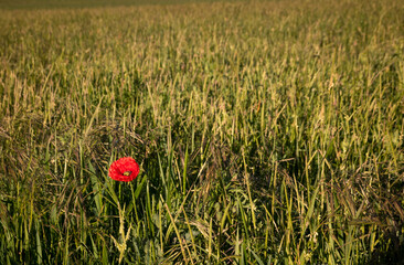 coquelicot rouge au milieu d'une prairie