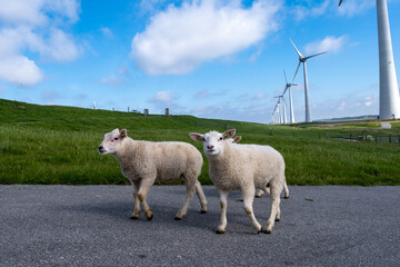 Lambs and Sheep on the dutch dike by the lake IJsselmeer,Spring views Spring weather - obrazy, fototapety, plakaty