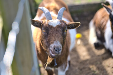 Fototapeta premium Beautiful closeup view of goat beside the wooden fence at Goatstown farm in Dublin, Ireland. Soft and selective focus
